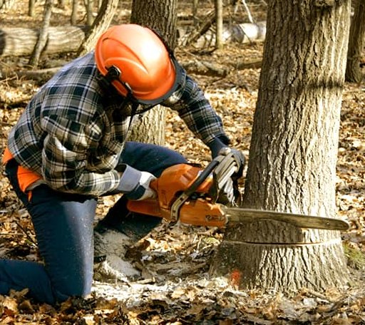 Tree Removal in Windsor, MA